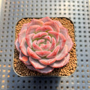 Echeveria 'Pumpkin' 2" Succulent Plant Cutting