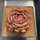 Echeveria 'Ziyi' 4" Succulent Plant Cutting