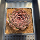 Echeveria 'Ziyi' 4" Succulent Plant Cutting