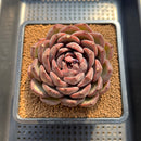 Echeveria 'Ziyi' 4" Succulent Plant Cutting
