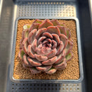 Echeveria 'Ziyi' 4" Succulent Plant Cutting