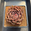 Echeveria 'Ziyi' 4" Succulent Plant Cutting