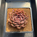 Echeveria 'Ziyi' 4" Succulent Plant Cutting