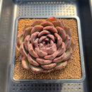 Echeveria 'Ziyi' 4" Succulent Plant Cutting