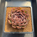 Echeveria 'Ziyi' 4" Succulent Plant Cutting