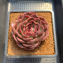 Echeveria 'Gargamel' 4" Succulent Plant Cutting