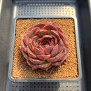 Echeveria 'Gargamel' 4" Succulent Plant Cutting