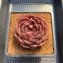 Echeveria 'Gargamel' 4" Succulent Plant Cutting
