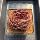 Echeveria 'Gargamel' 4" Succulent Plant Cutting