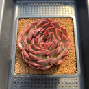 Echeveria 'Gargamel' 4" Succulent Plant Cutting