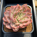 Echeveria 'Floriditi' Variegated 4"-5" Succulent Plant Cutting