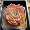 Echeveria 'Floriditi' Variegated 4"-5" Succulent Plant Cutting