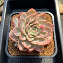 Echeveria 'Floriditi' Variegated 4"-5" Succulent Plant Cutting