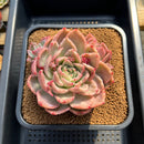 Echeveria 'Floriditi' Variegated 4"-5" Succulent Plant Cutting