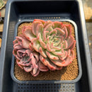 Echeveria 'Floriditi' Variegated 4"-5" Succulent Plant Cutting