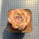 Echeveria 'Black Sand Beach' 2" Succulent Plant Cutting