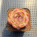 Echeveria 'Black Sand Beach' 2" Succulent Plant Cutting