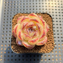 Echeveria 'Black Sand Beach' 2" Succulent Plant Cutting