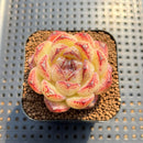 Echeveria 'Black Sand Beach' 2" Succulent Plant Cutting