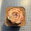 Echeveria 'Black Sand Beach' 2" Succulent Plant Cutting