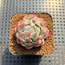 Echeveria 'Fairy Claw' 2" Succulent Plant Cutting