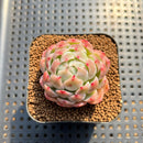 Echeveria 'Fairy Claw' 2" Succulent Plant Cutting