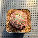 Echeveria 'Fairy Claw' 2" Succulent Plant Cutting