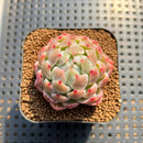 Echeveria 'Fairy Claw' 2" Succulent Plant Cutting