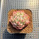 Echeveria 'Fairy Claw' 2" Succulent Plant Cutting