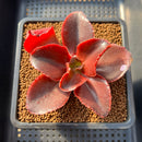Echeveria 'Pappys Rose' 2"-3" Succulent Plant
