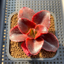 Echeveria 'Pappys Rose' 2"-3" Succulent Plant