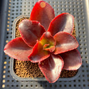 Echeveria 'Pappys Rose' 2"-3" Succulent Plant