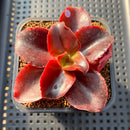 Echeveria 'Pappys Rose' 2"-3" Succulent Plant