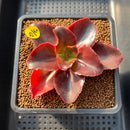 Echeveria 'Pappys Rose' 2"-3" Succulent Plant
