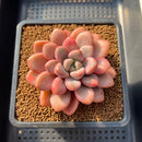 Graptopetalum 'Polari Heart' 2" Succulent Plant