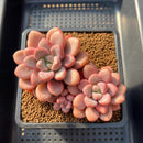 Graptopetalum 'Polari Heart' 4” Cluster Succulent Plant
