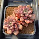 Graptopetalum 'Polari Heart' 4” Cluster Succulent Plant