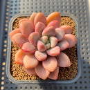 Graptopetalum 'Polari Heart' 2" Succulent Plant