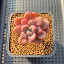 Graptopetalum 'Polari Heart' 1"-2" Succulent Plant