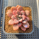 Graptopetalum 'Polari Heart' 1"-2" Succulent Plant