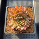 Echeveria 'Anarchist' 3" Crested Succulent Plant Cutting