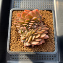 Echeveria 'Anarchist' 3" Crested Succulent Plant Cutting