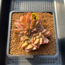 Echeveria 'Anarchist' 3" Crested Succulent Plant Cutting