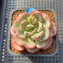 Echeveria 'Michelle Rosa' 2" Succulent Plant Cutting