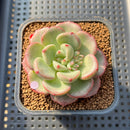 Echeveria 'Michelle Rosa' 2" Succulent Plant Cutting