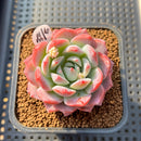 Echeveria 'A-Pink' 2" Succulent Plant Cutting