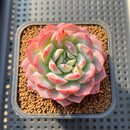 Echeveria 'A-Pink' 2" Succulent Plant Cutting