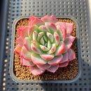 Echeveria 'A-Pink' 2" Succulent Plant Cutting