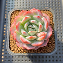 Echeveria 'A-Pink' 2" Succulent Plant Cutting