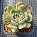 Echeveria 'Spring Rose' Variegated 3" Succulent Plant Cutting